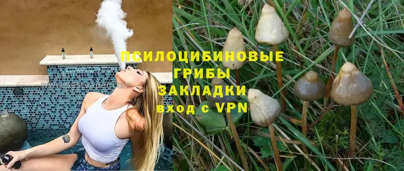 купить наркотик  Малая Вишера  Псилоцибиновые грибы Psilocybe 